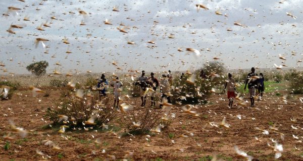 © FAO/Giampiero Diana A swarm of desert locusts fill the sky near a farm.