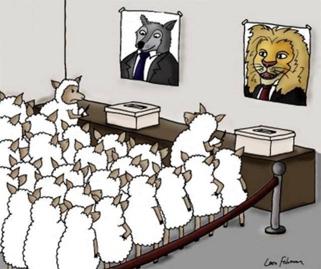 Sheep-On-Voting-For-a-Lion-Or-a-Wolf-On-Election-Day.jpg